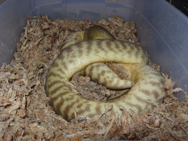 12 days after pre lay shed