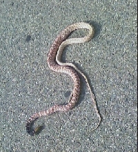 D.O.R. Red racer