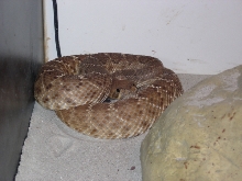 crotalus ruber