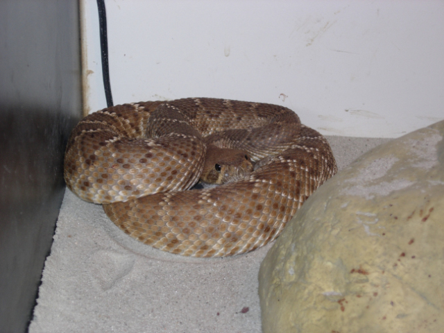 crotalus ruber