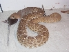 crotalus ruber eating a rat