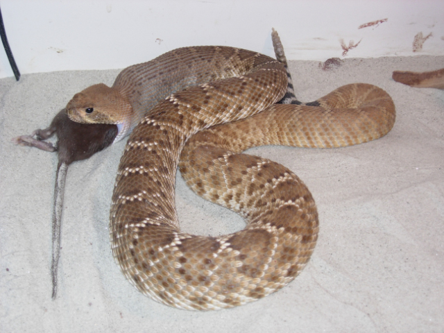 crotalus ruber eating a rat
