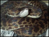 spotted python