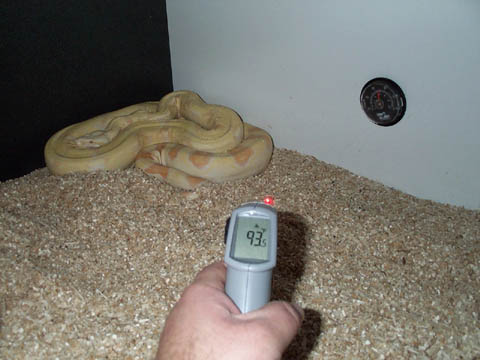 temp 1
