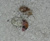 u. milii hatching
