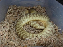 woma ready to lay