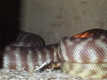 womas copulating