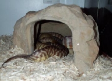 womas breeding