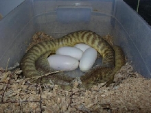 woma laying eggs