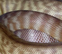 pile of woma