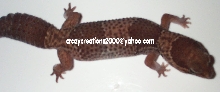 Female Fattail- 1st one