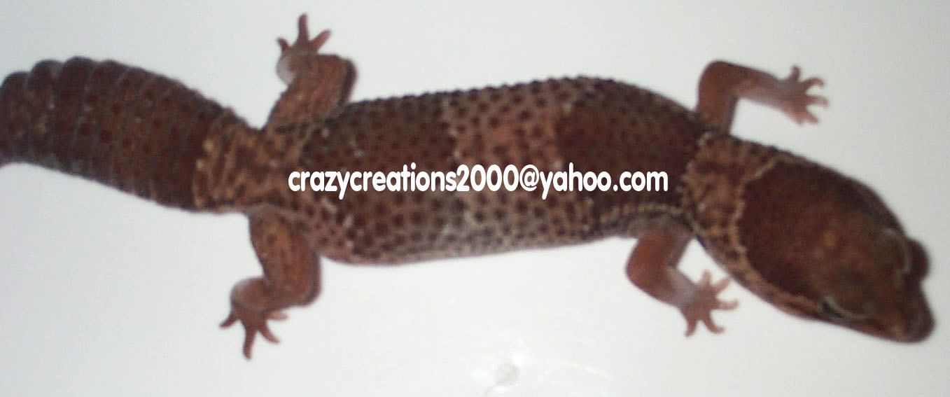 Female Fattail- 1st one