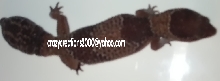 Female Fattail- 2nd one