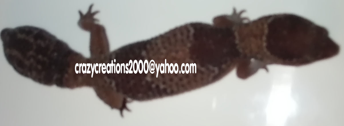 Female Fattail- 2nd one