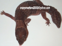 Female Fattail- 3rd one