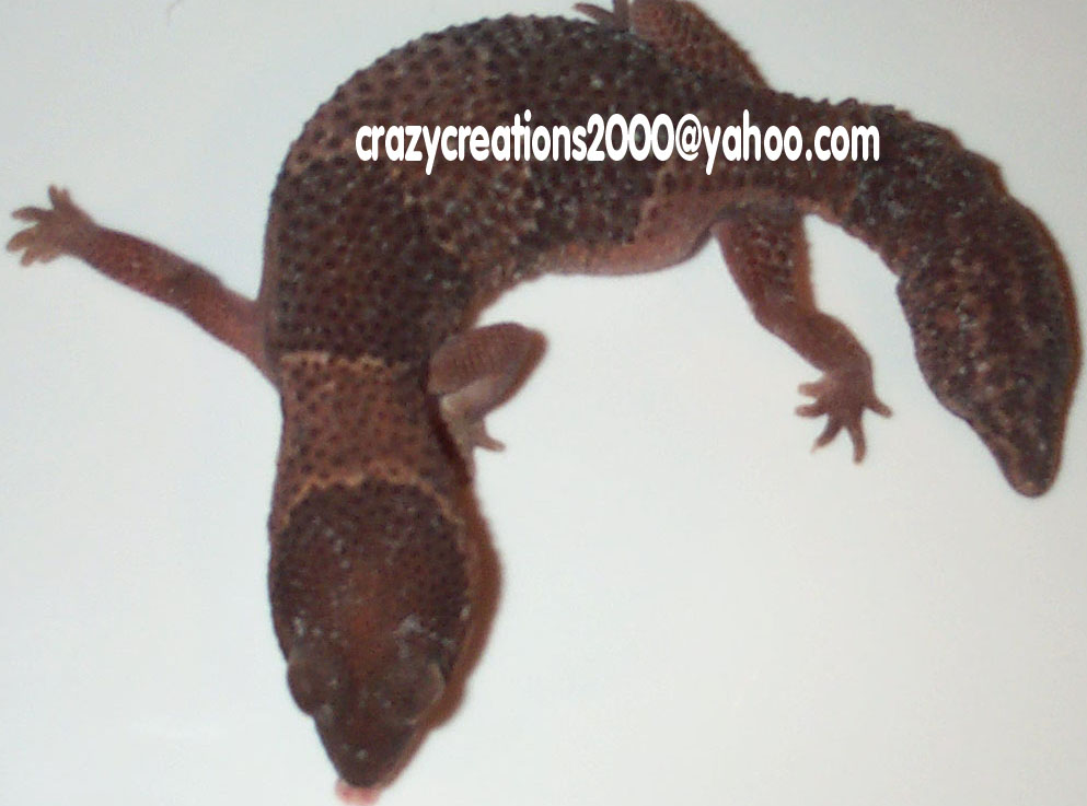 Female Fattail- 3rd one