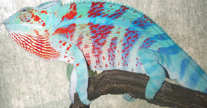 Panther Male