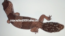 Male Fattail