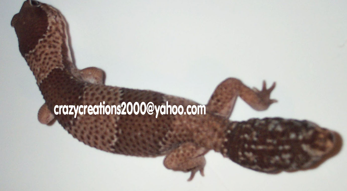 Male Fattail
