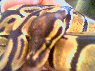 roxy2