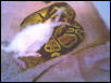 roxy eating