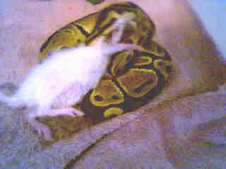 roxy eating