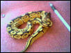 roxy size