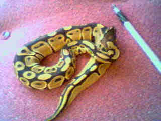 roxy size