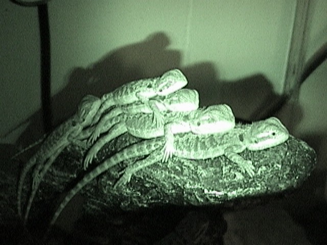 sleep