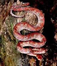 adult calico