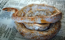 Calico Chinese Beauty Snake