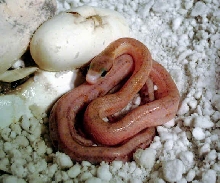 Calico baby #2