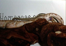 Calico & het calico breeding