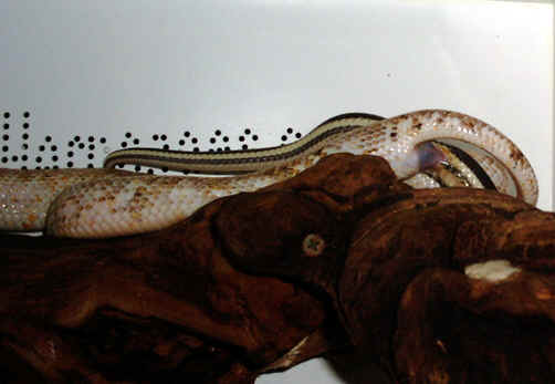 Calico & het calico breeding