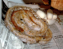 Calico Beauty laying eggs