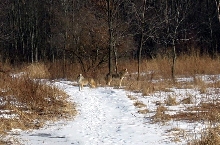 Coyote