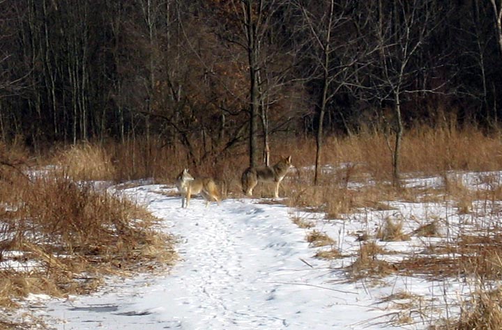 Coyote