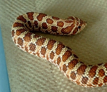 female Red Hognose