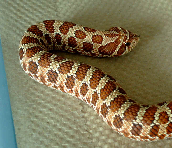 female Red Hognose