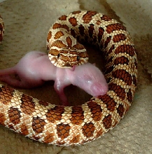 male Red Hognose