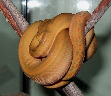 Tiger Amazon, fresh shed
