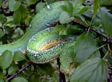 Amazon Basin Emerald