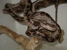Leopard full-body
