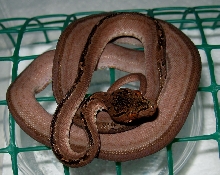 Holdback Tiger baby