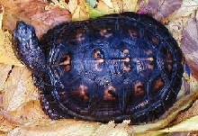 Red Lantern black Eastern