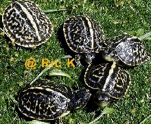 Group of five T.c.bauri