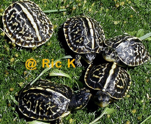 Group of five T.c.bauri