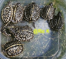Tub of bauri