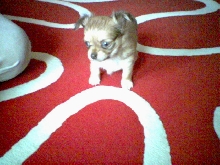 ozzy 4 weeks