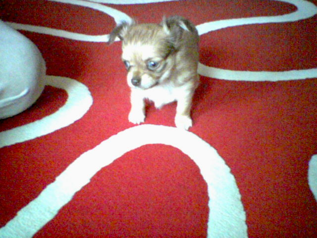 ozzy 4 weeks